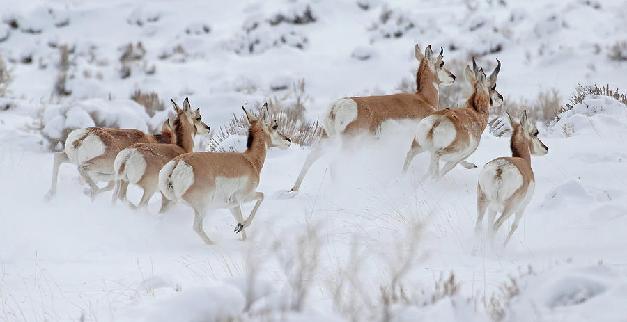Pronghorn on the Run Photograph by Mindy Musick King