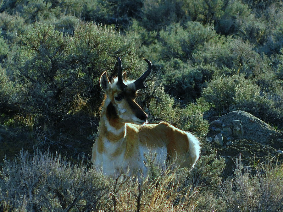 Pronghorn Profile Photograph by Carl Moore