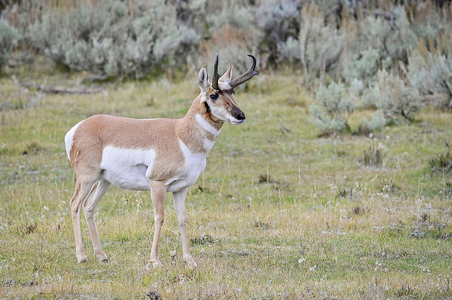 Pronghorn Profile Photograph by Ed Stokes - Fine Art America