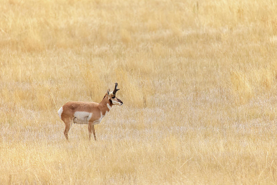 Pronghorn Sheep Photograph by Brook Burling