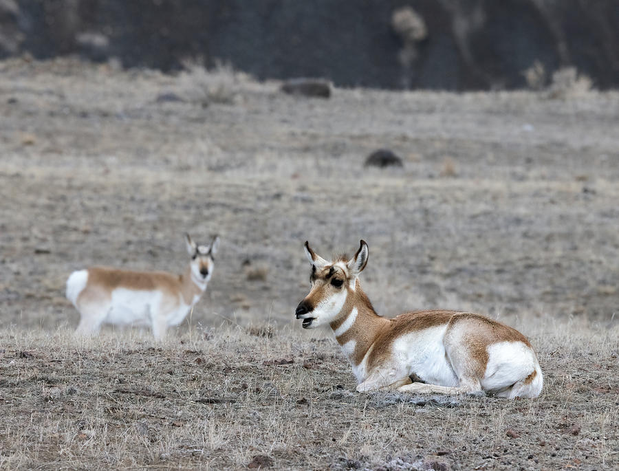 Pronghorn Sheep  Photograph by Cheryl Strahl