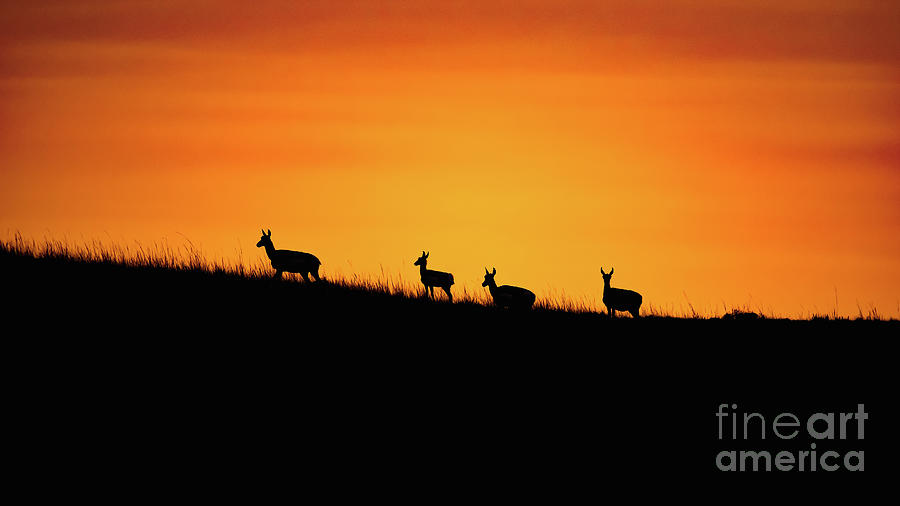 Pronghorn Sunset Photograph by Christopher Thomas