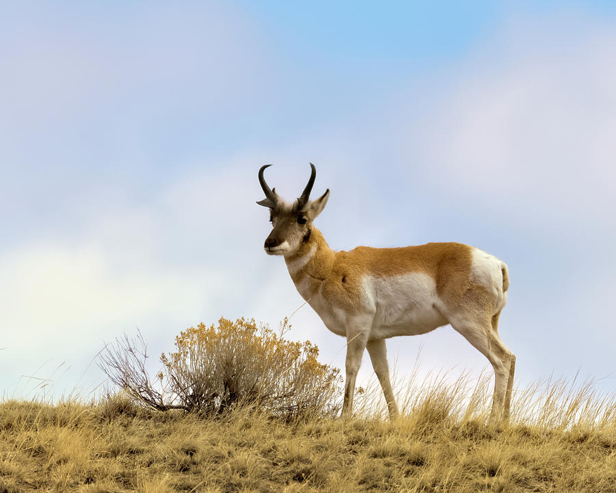 Pronghorn Photograph by Susi Stroud - Fine Art America