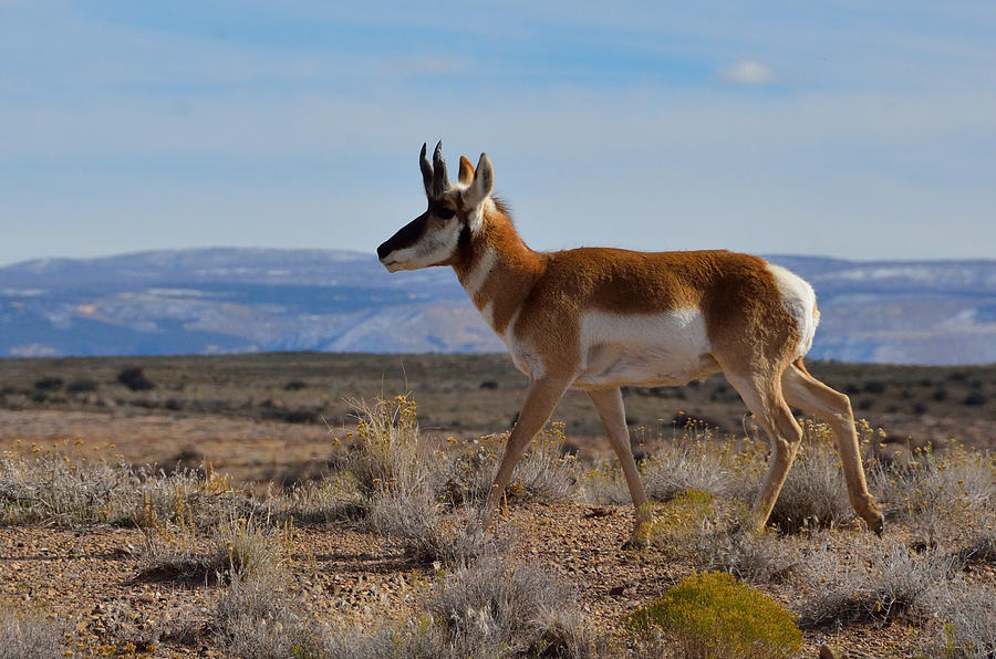 Pronghorn Photograph by Tranquil Light Photography