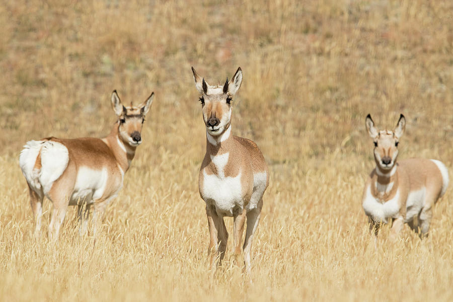 Pronghorn Trio Photograph by CR Courson