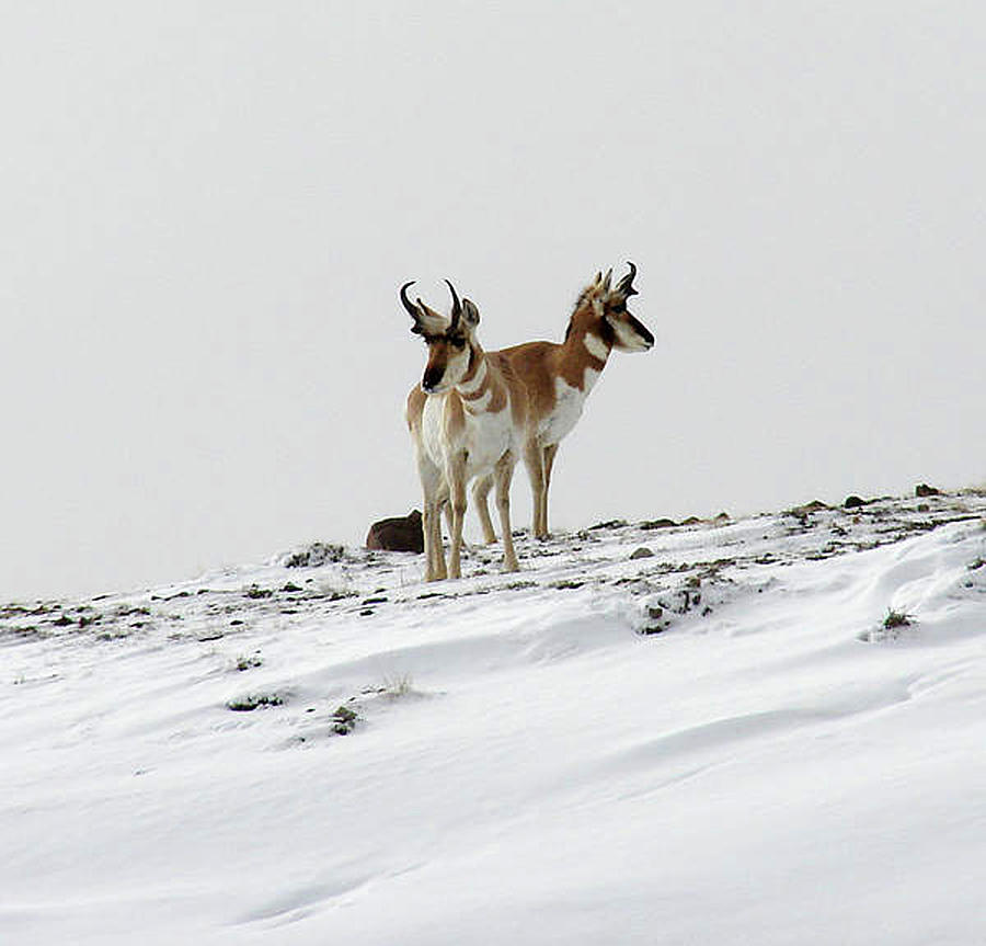 Pronghorn Twin Photograph by Carl Moore