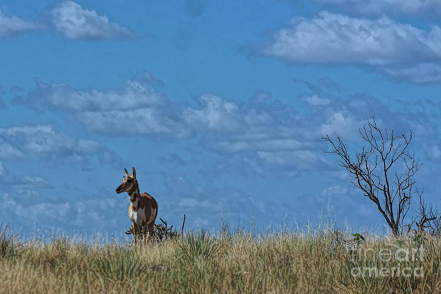 Pronghorn Watching Photograph by Diana Mary Sharpton
