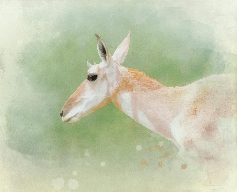 Pronghorn Watercolor Style Painting by Dan Sproul