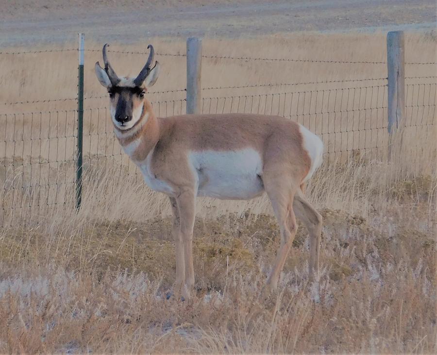 - Pronghorn - Wyoming Photograph by THERESA Nye