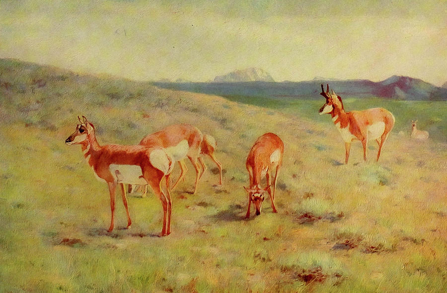 Animal Painting - Pronghorns by Carl Rungius