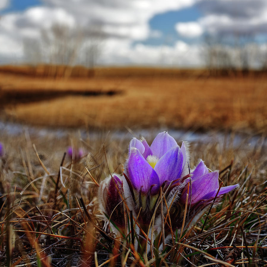 Proof of Prairie Spring - pasque flower prairie crocus blooming in native ND prairie Photograph by Peter Herman