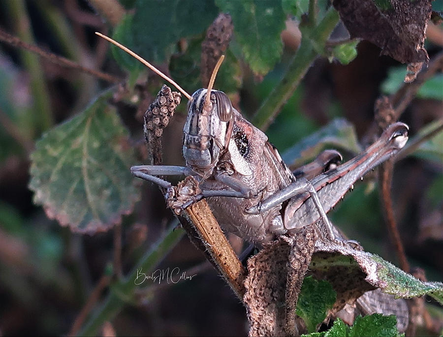 Proper Grasshopper Photograph by Beverly M Collins