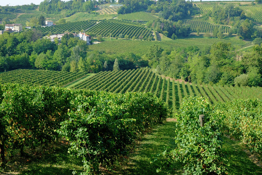 Wine Photograph - Prosecco Hills at Conegliano by Jeanette Teare