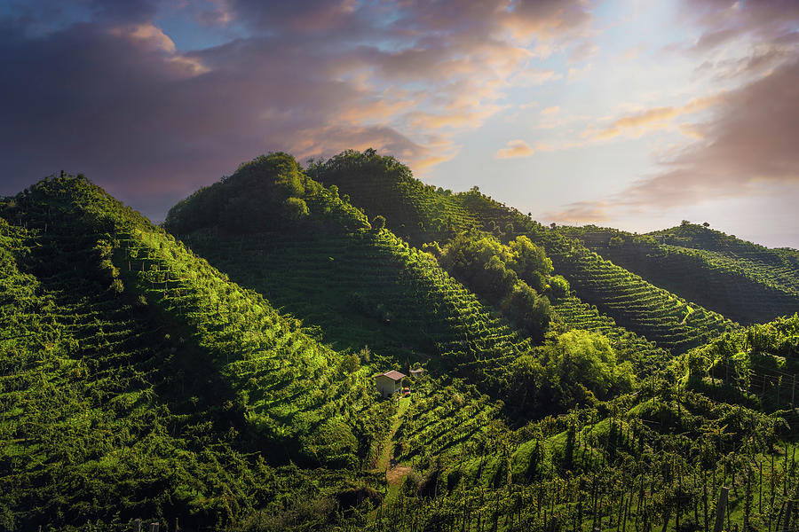 Prosecco Hills, vineyards and rounded hills. Photograph by Stefano Orazzini