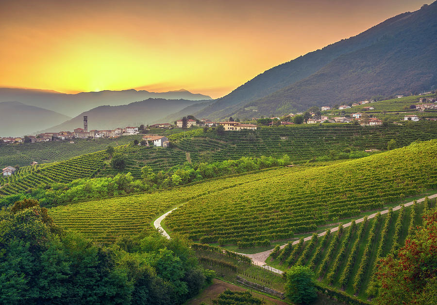 Vineyards after Sunset in Prosecco Hills Photograph by Stefano Orazzini