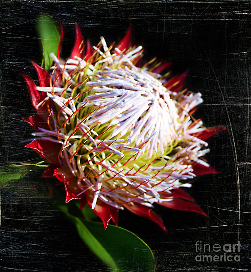 Protea Beauty Photograph By Trudee Hunter Fine Art America 0333