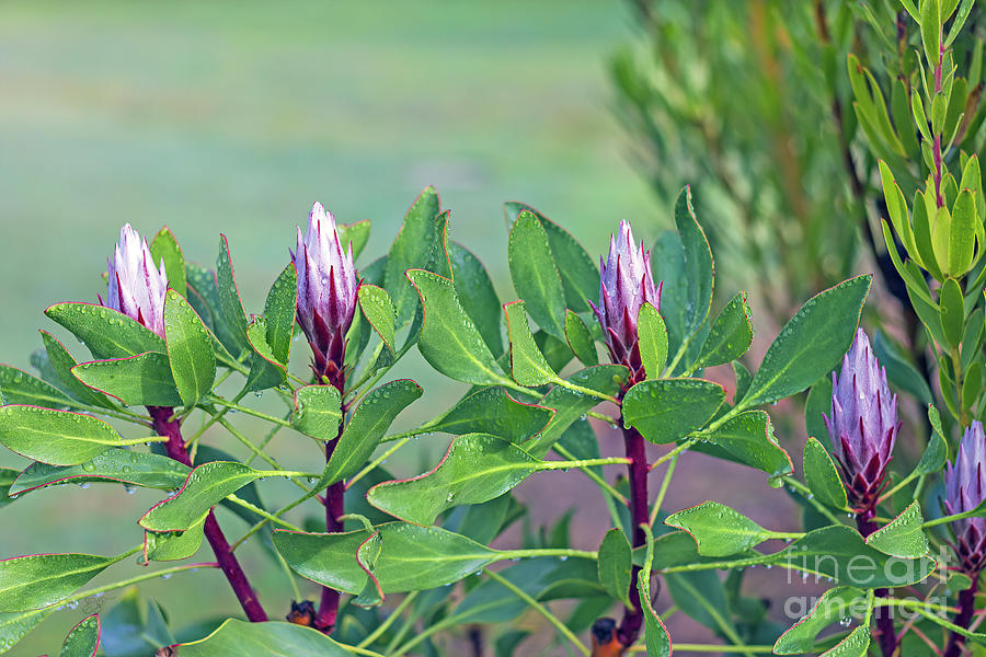 Protea Buds Photograph by Elaine Teague