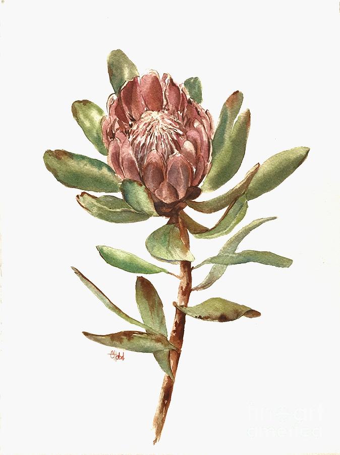 Protea Flower Painting by Chris Hobel