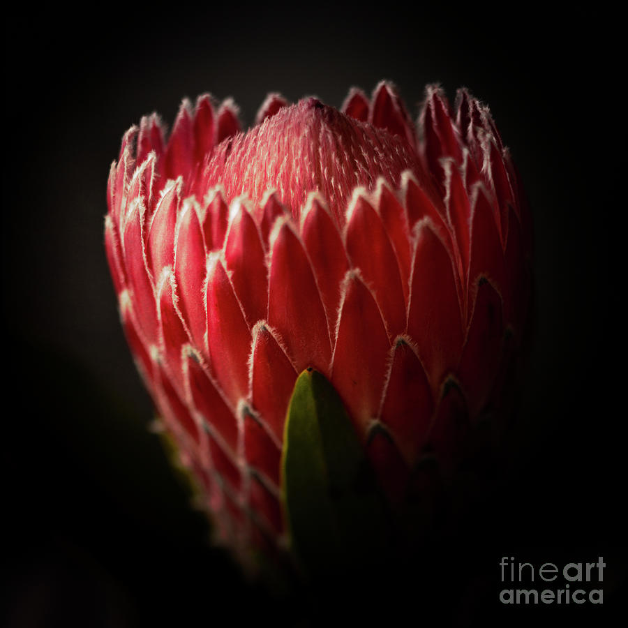 Protea Flower Close Up Photograph