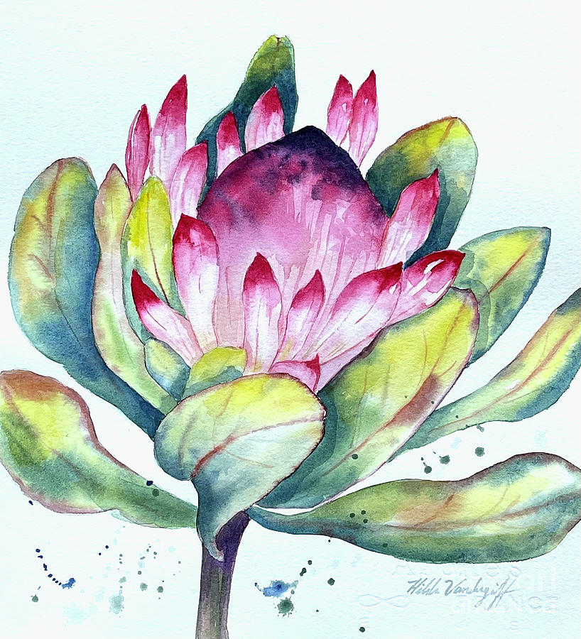 Protea Flower Painting by Hilda Vandergriff