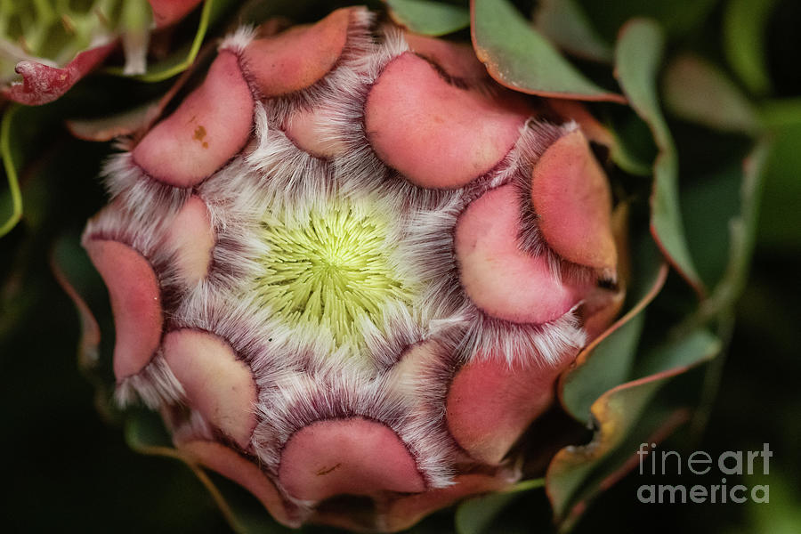 Protea Grandiceps Photograph by Eva Lechner