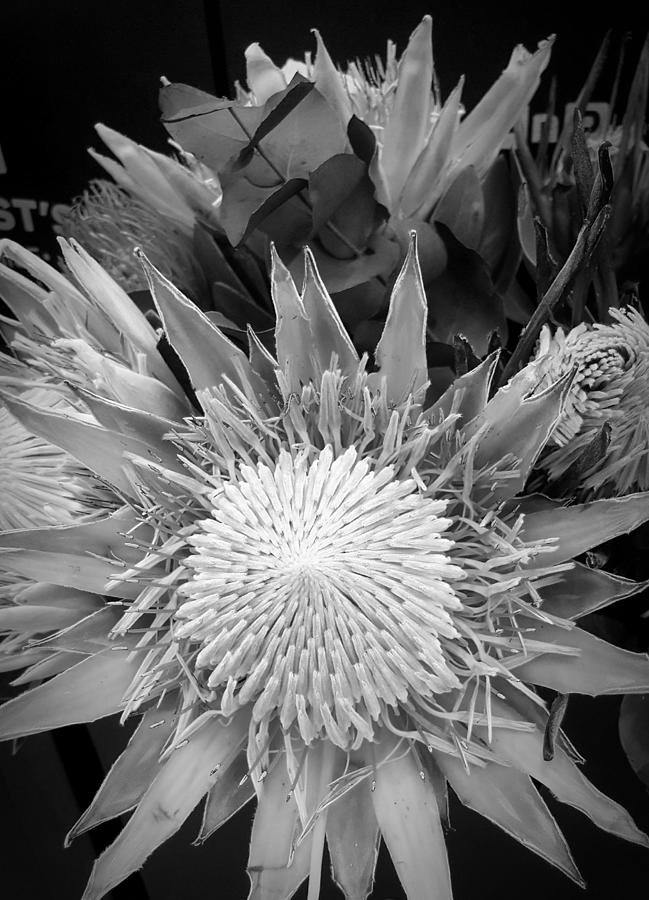 Protea in Black and White Digital Art by Loraine Yaffe - Fine Art America