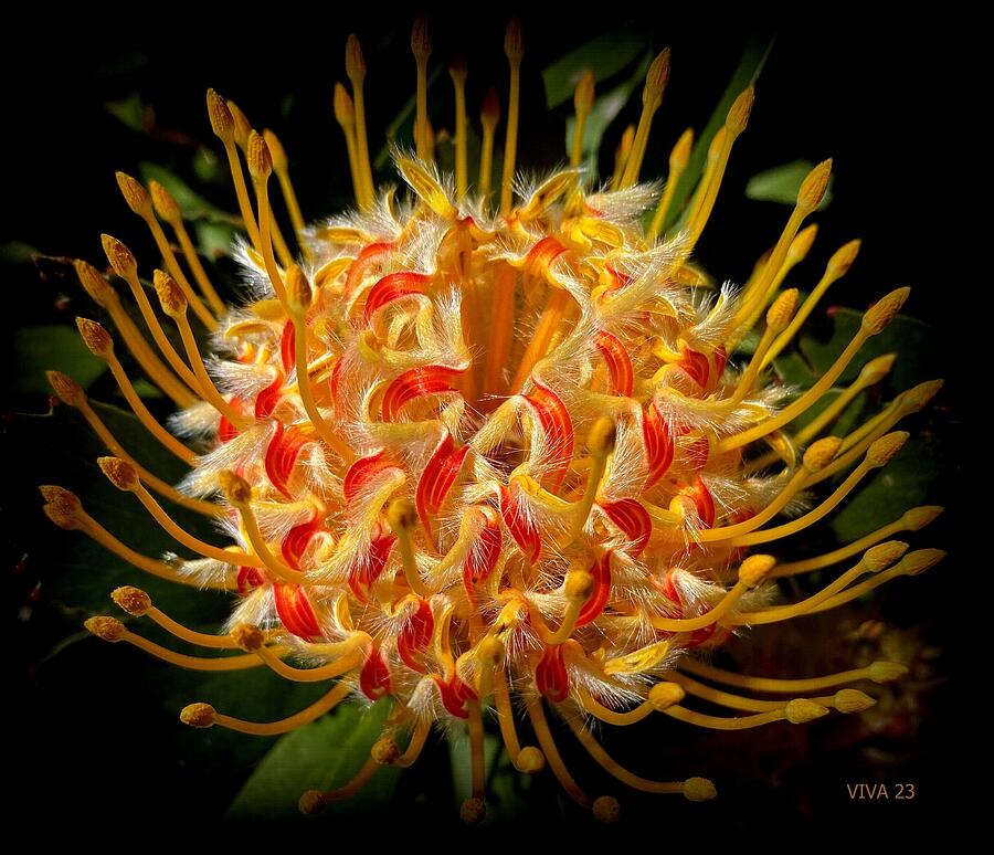 protea mardi gras