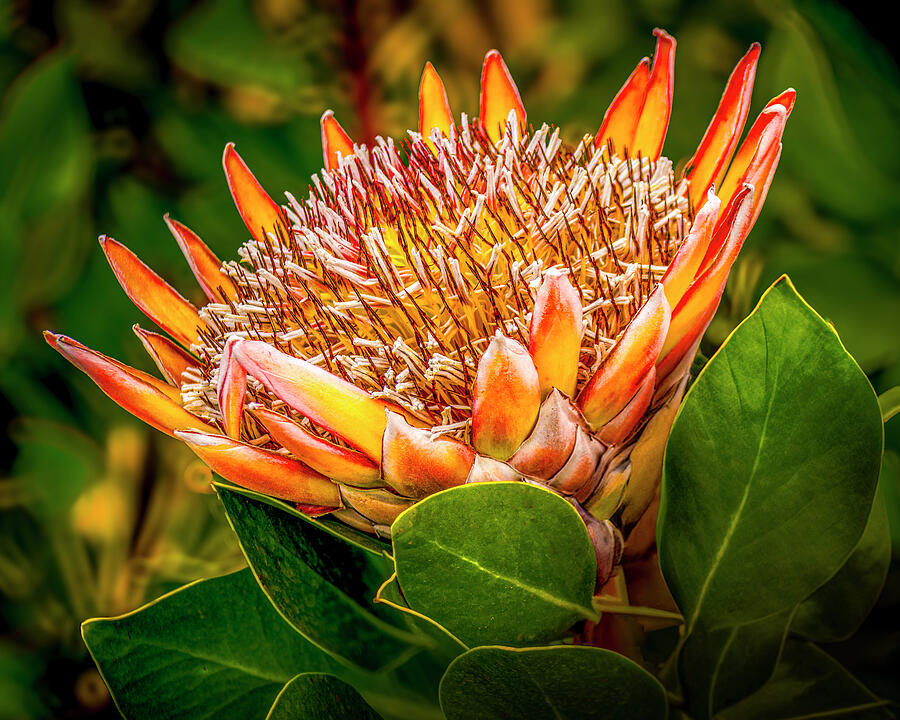 Nature Photograph - Protea or Sugerbush Flower by Harry Beugelink