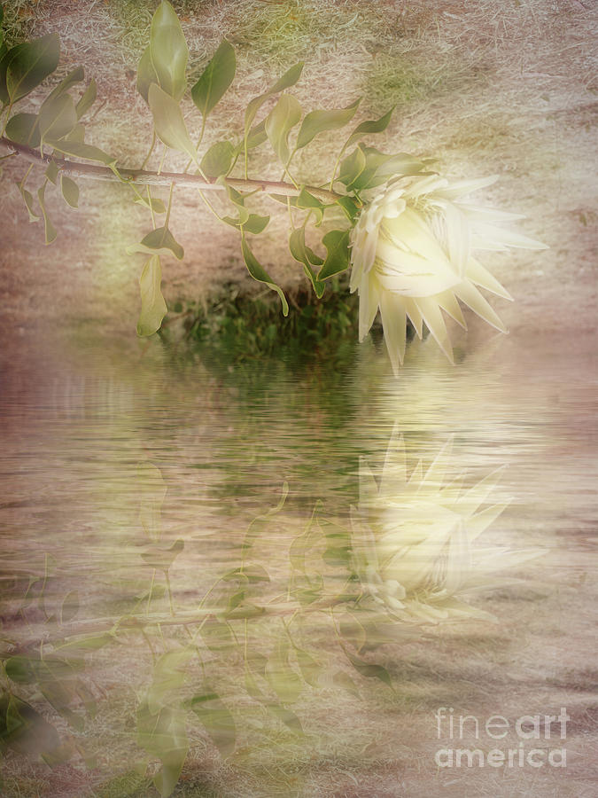 Protea Reflection Photograph by Elaine Teague