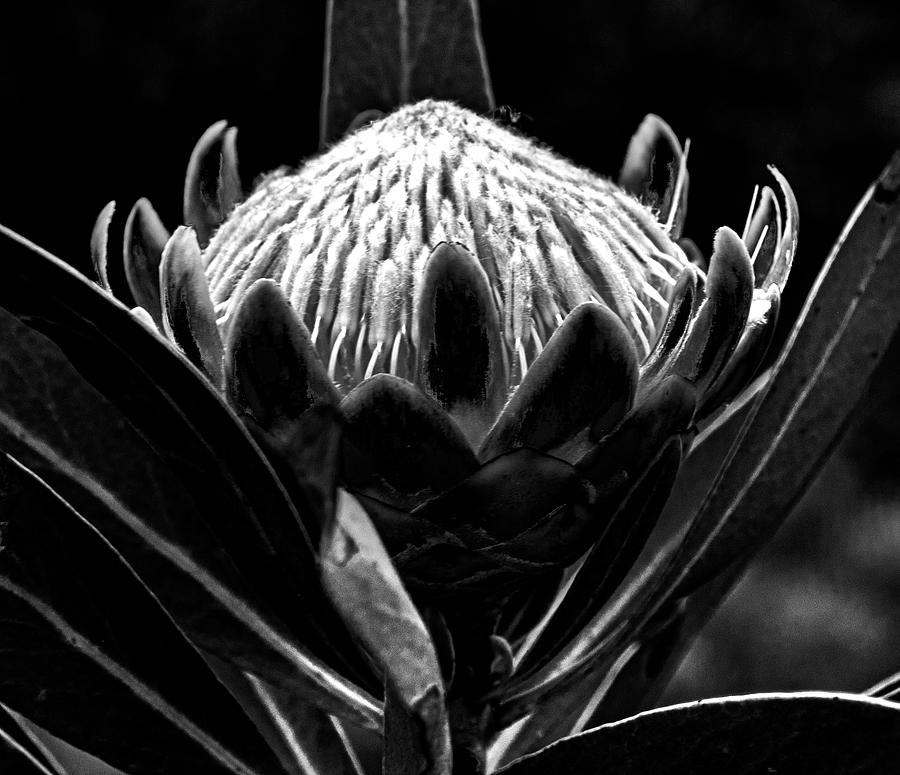 Protea side view Photograph by CJ Swanepoel - Pixels