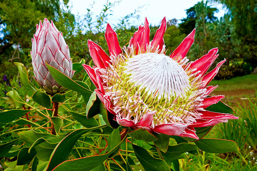 Protea Study 5 Photograph by Robert Meyers-Lussier
