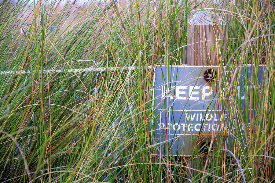 Protecting The Marshes Of Jekyll Island Photograph By Bruce Gourley Fine Art America