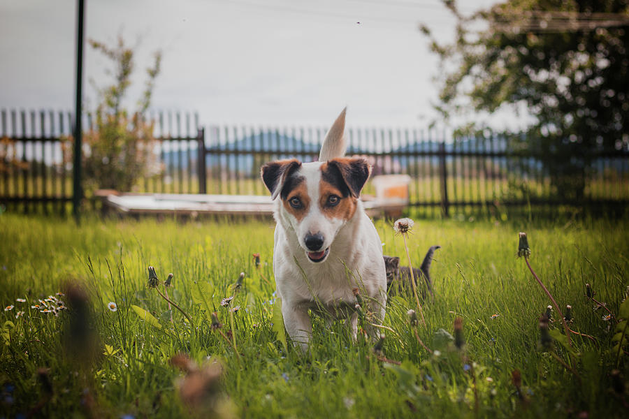 Protective Jack Russell Terrier  Photograph by Vaclav Sonnek
