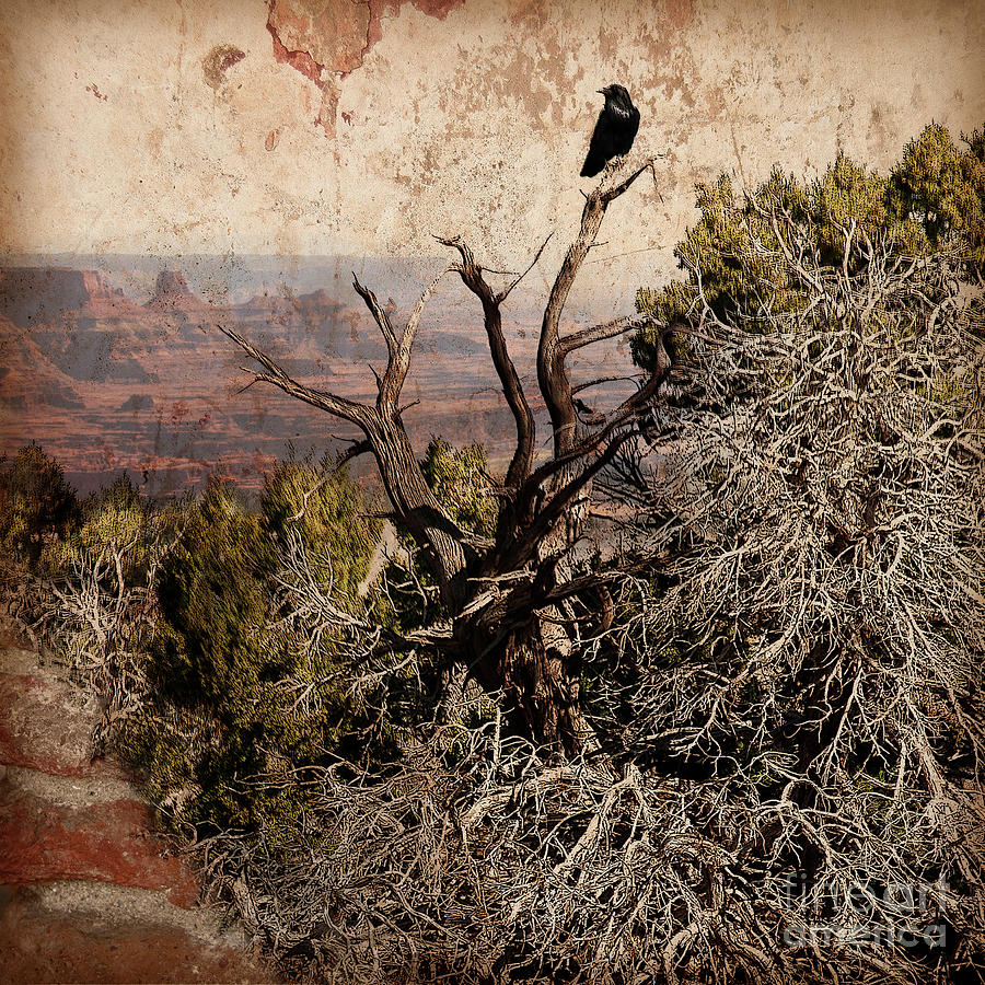 Protector - Black bird on a branch in Moab, Utah Photograph by Denise Strahm