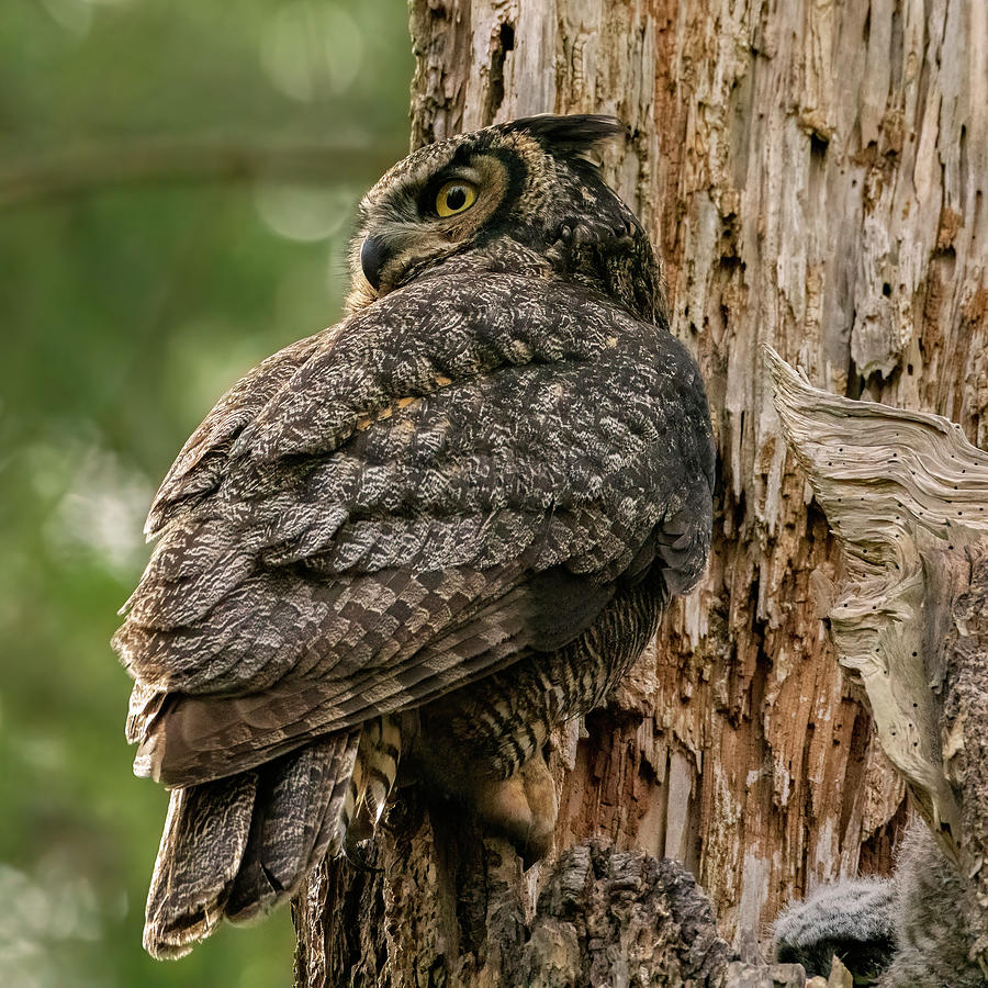 Protector - Owl Art Photograph by Jordan Blackstone