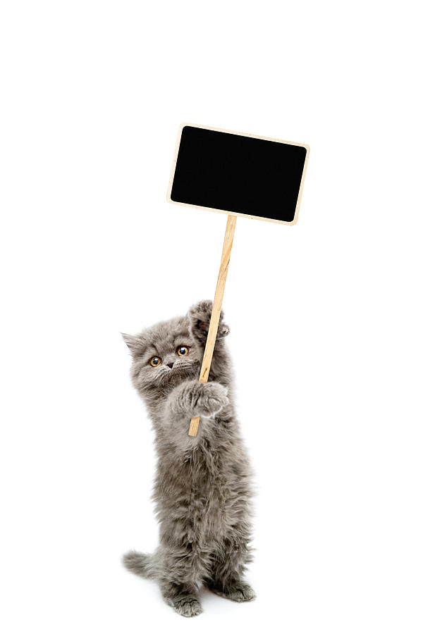 Protesters cat Photograph by 101cats