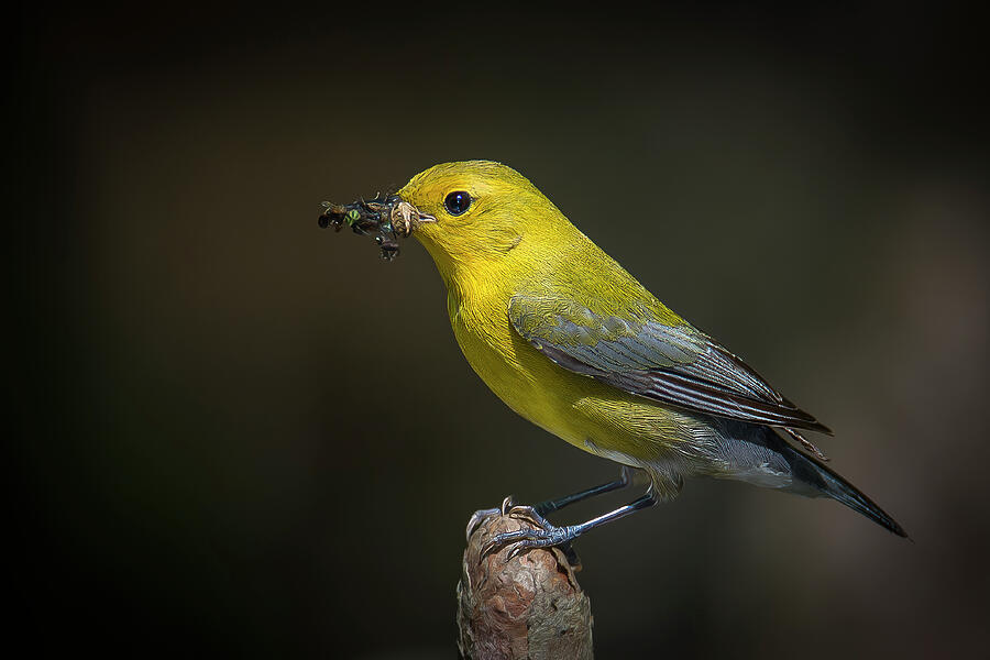 Prothonatory Warbler Photograph by Daniel Fleming Prothonatory Warbler Photograph by Daniel Fleming
