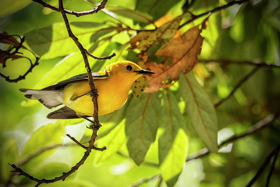 Prothonotary Warbler 2 Photograph by Bob Decker