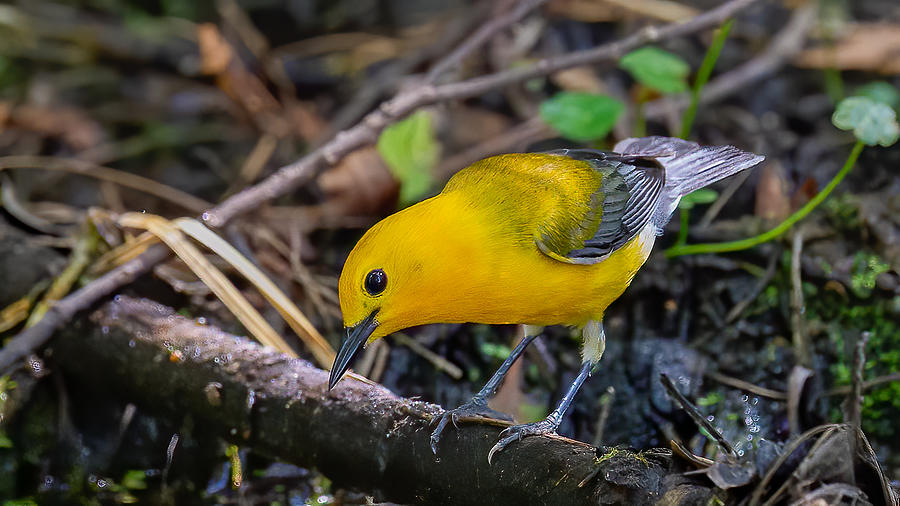 Prothonotary Warbler 2 Photograph by Larry Maras Prothonotary Warbler 2 Photograph by Larry Maras