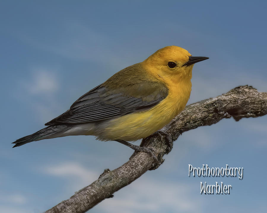 Prothonotary Warbler 2a Photograph by Wade Aiken