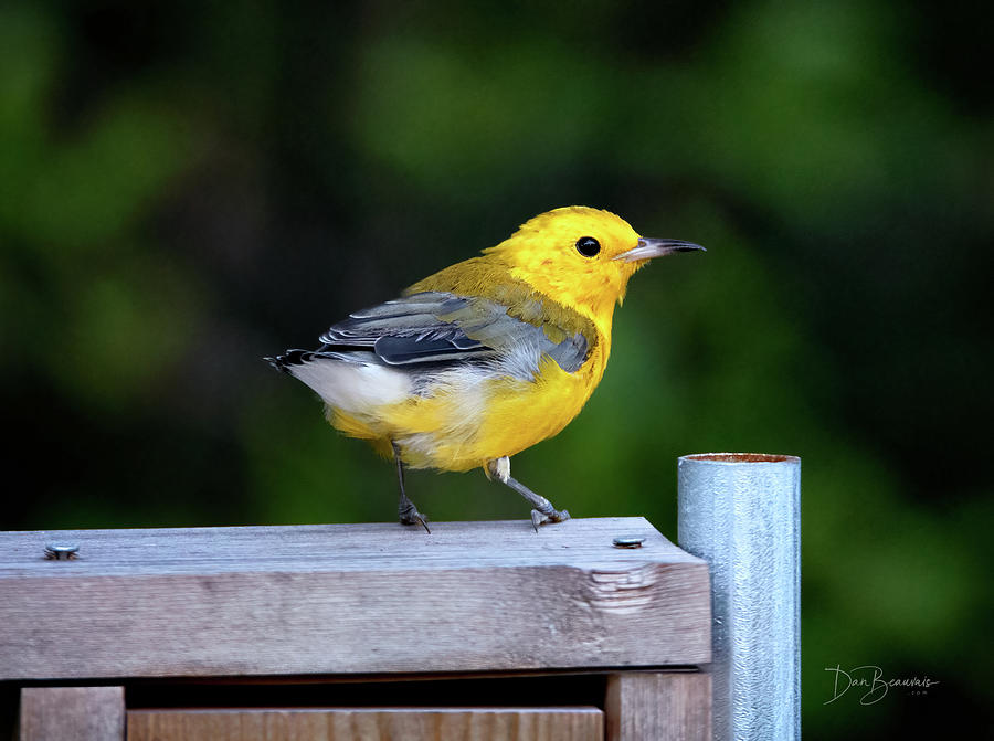 Prothonotary Warbler #3215 Photograph by Dan Beauvais