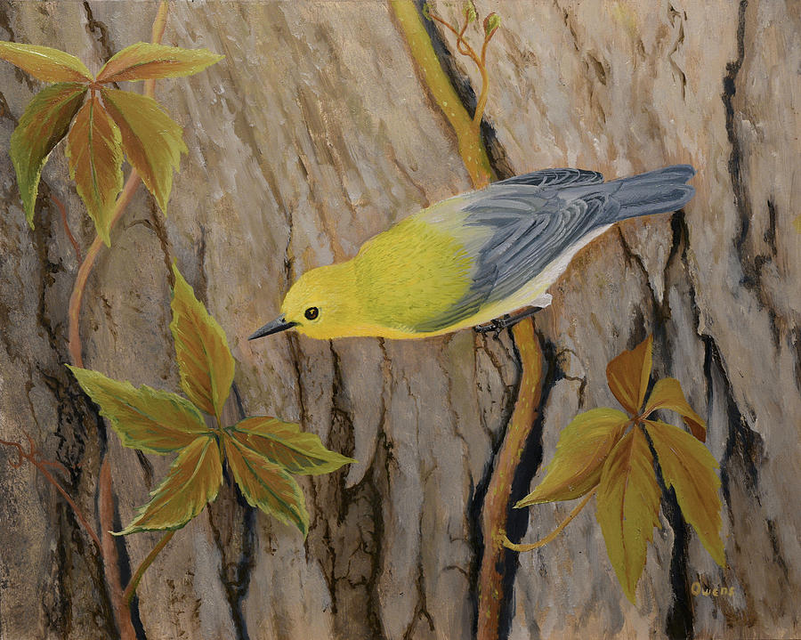 Prothonotary Warbler Painting by Charles Owens