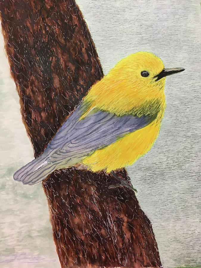 Prothonotary Warbler Painting by Connie Spencer