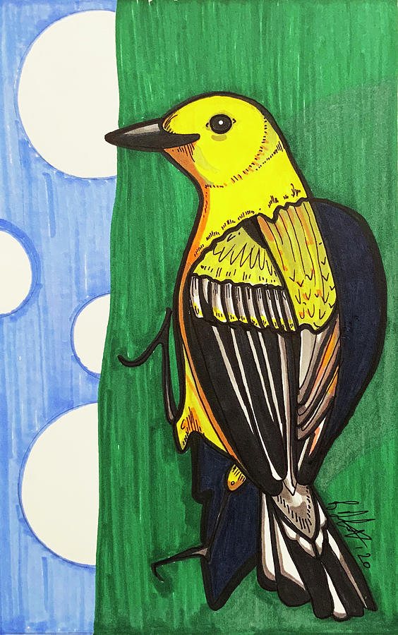 Prothonotary Warbler Drawing by Creative Spirit