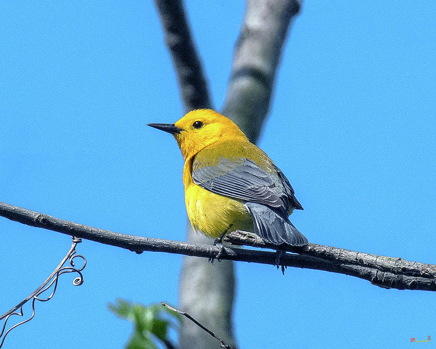 Prothonotary Warbler DSB0344 Photograph by Gerry Gantt