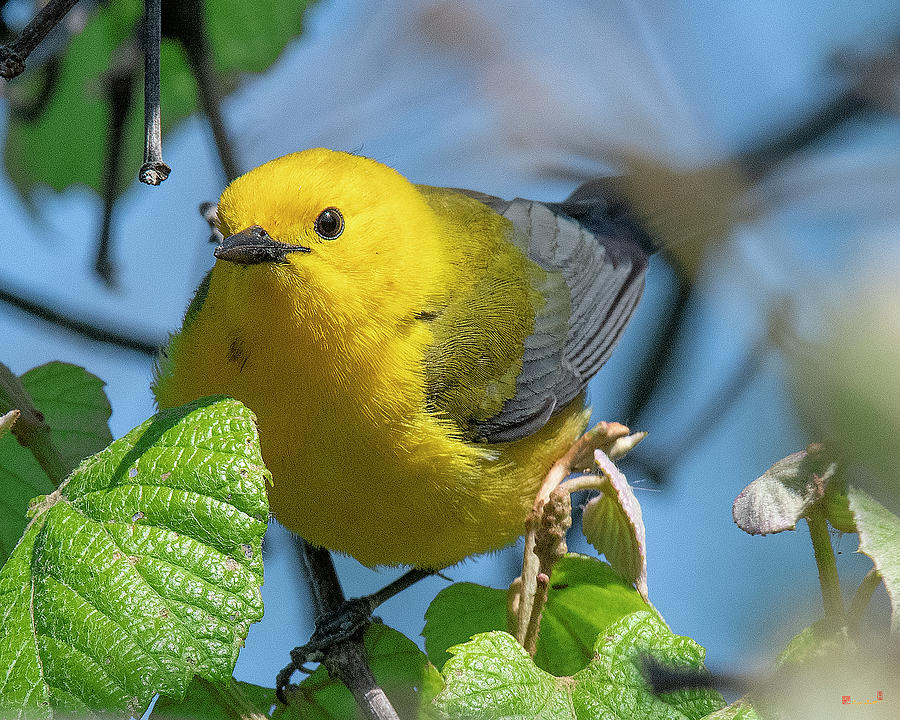 Prothonotary Warbler DSB0373 Photograph by Gerry Gantt