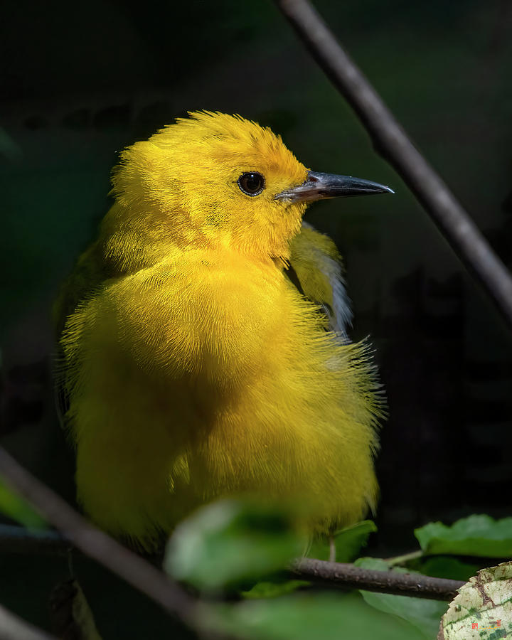 Prothonotary Warbler DSB0395 Photograph by Gerry Gantt