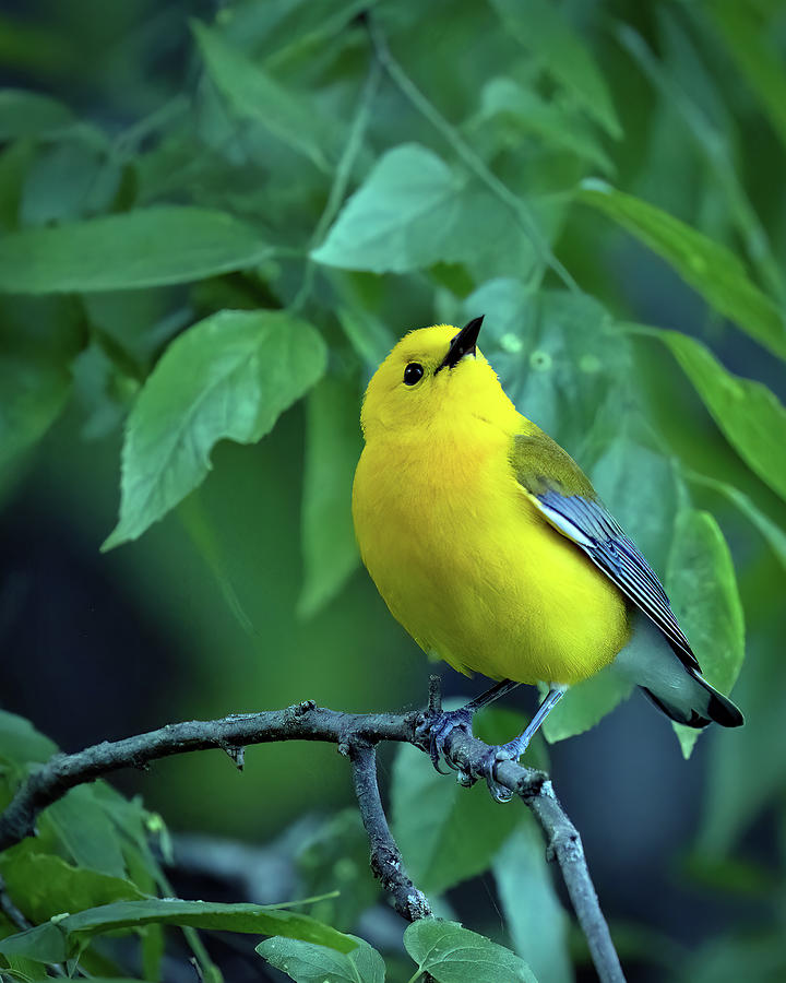Prothonotary Warbler Photograph by Gina Fitzhugh