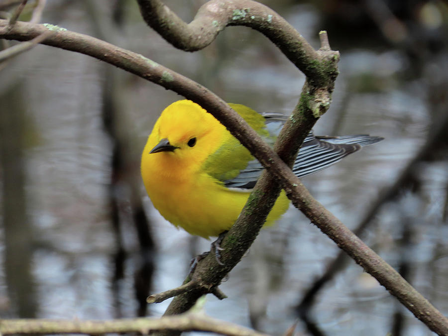 Prothonotary Warbler in Spring Photograph by Linda Stern