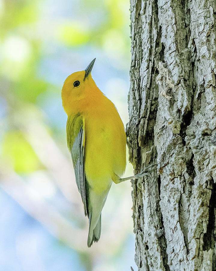 Prothonotary Warbler Photograph by Ken Stampfer